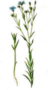Common Flax