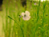 Flax flower