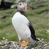 puffin