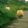 Kerry sheep